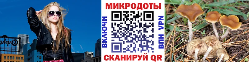 Галлюциногенные грибы Psilocybe  Бабаево 